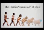 Human evolution.jpg