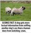 CNN HNN dogs.jpeg
