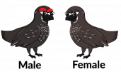 spruse grouse compilation 300.png
