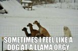 Llama Orgy .jpg