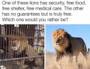 Free lion.png