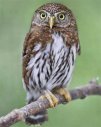 Owl Northern Pygmy 3.jpeg