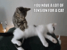 Catsage2.gif