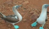 Bfb.gif