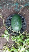 watermelon-2024-01.jpeg