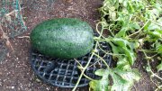 watermelon-2024-02.jpeg
