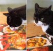 cat bamboozled.jpg