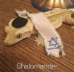 shalomander.jpg
