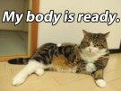 cat body is ready.jpg