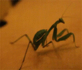 Mantis LOLOLO.gif