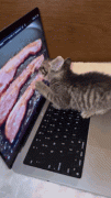 catbacon.gif